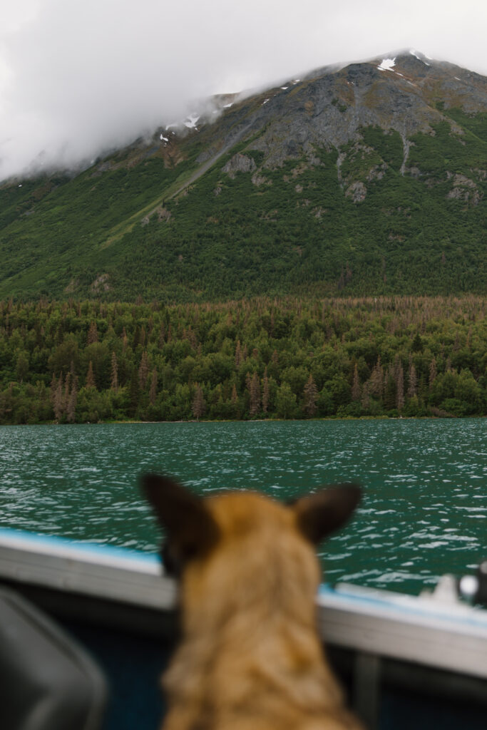 Dog looking out over the water from a boat on Kenai Lake Alaska with mountains in the background