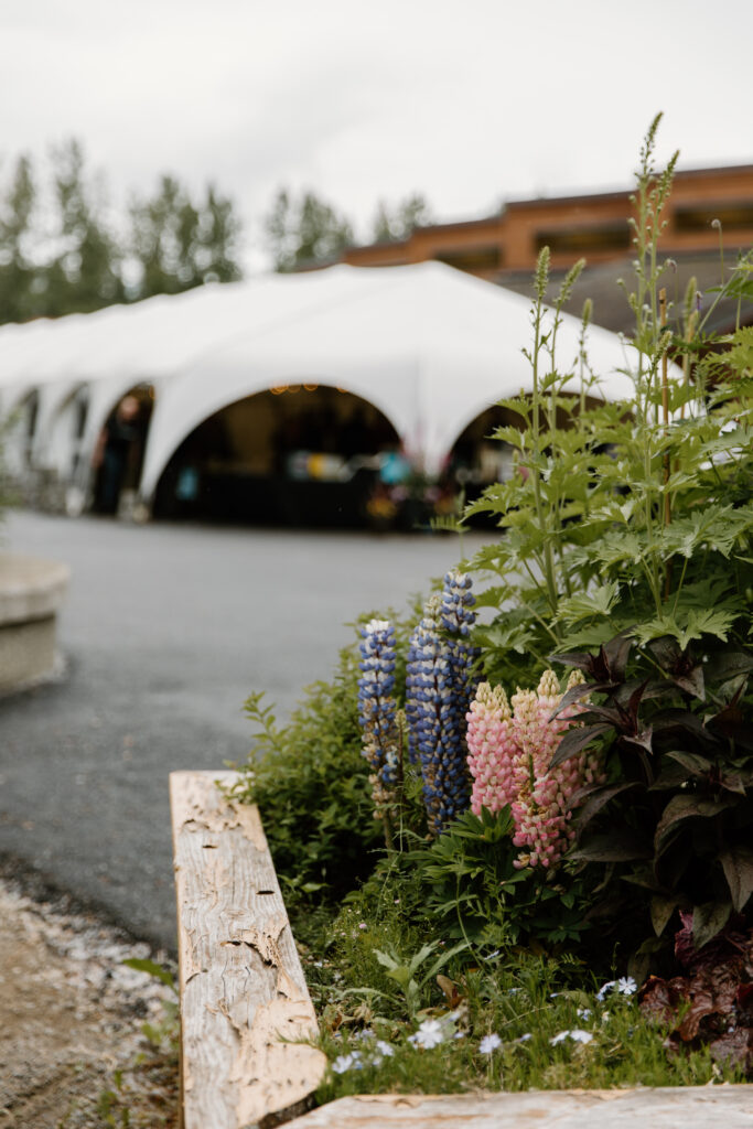 Planted lupine flowers with wedding reception tent in the background at an Alaska Native Heritage Center wedding in Anchorage Alaska
